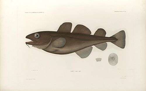 Greenland cod